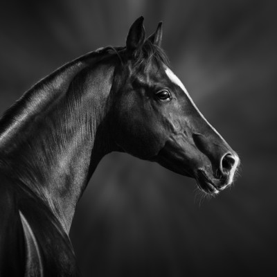 Black and white portrait of arabian stallion