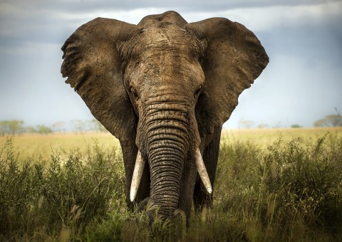 sfondo di elefante