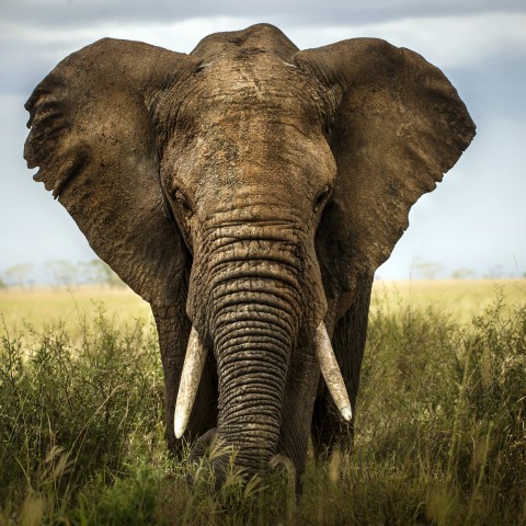 sfondo di elefante