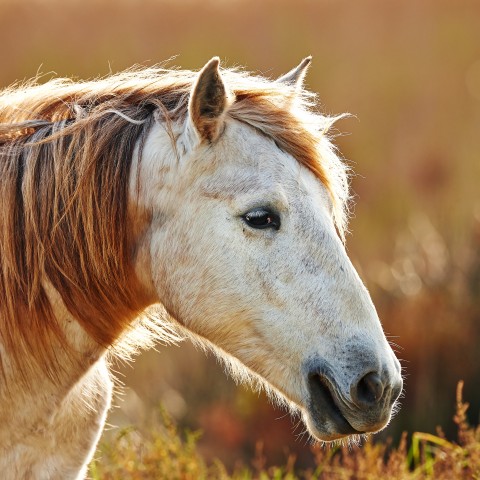 Portrait of a white horse of Camargue in backlight
